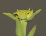 Euphorbia mauritanica