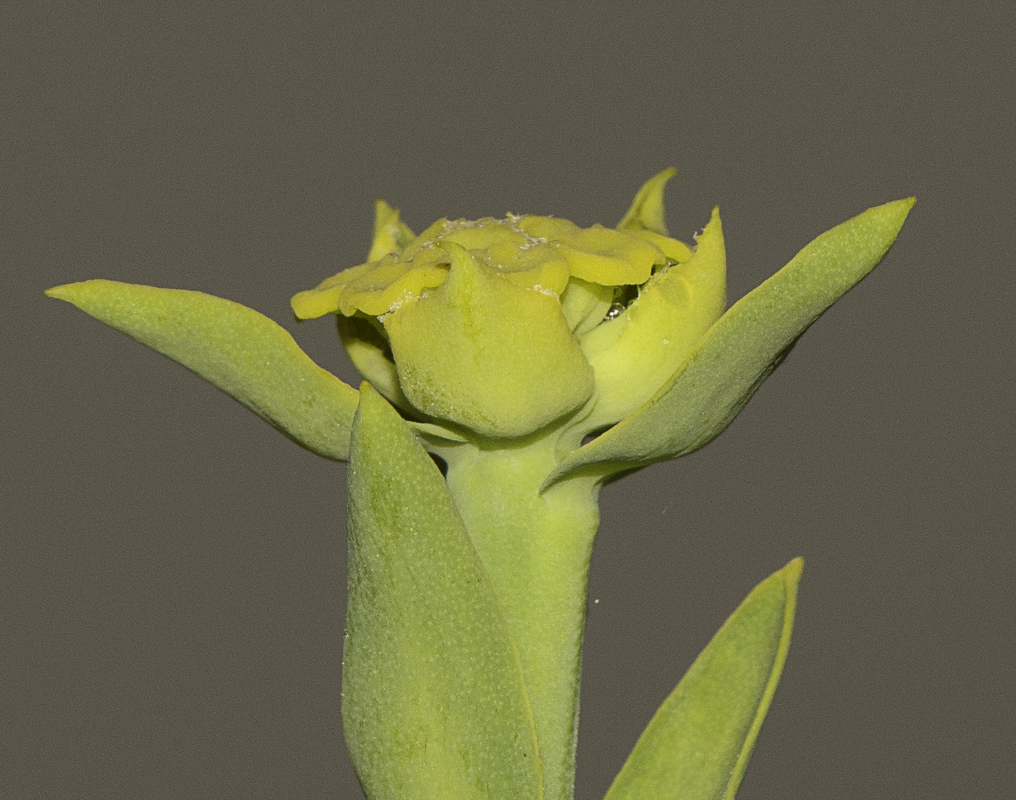 Image of Euphorbia mauritanica specimen.