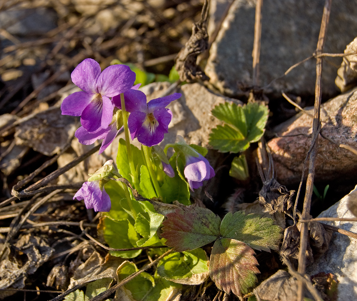 Image of Viola collina specimen.