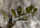 Chamaedaphne calyculata