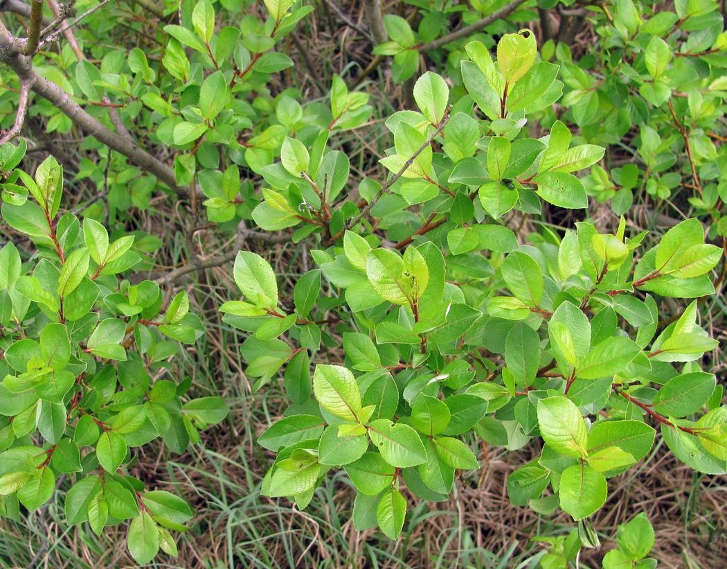 Изображение особи Salix phylicifolia.
