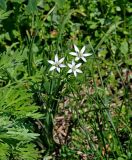 Ornithogalum umbellatum. Цветущее растение. Московская обл., Ступинский р-н, окр. пос. Белопесоцкий, у дороги. 27.05.2018.