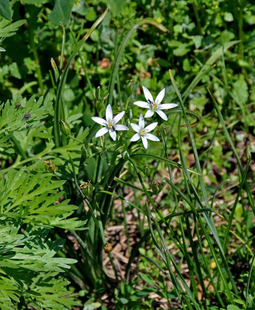 Изображение особи Ornithogalum umbellatum.