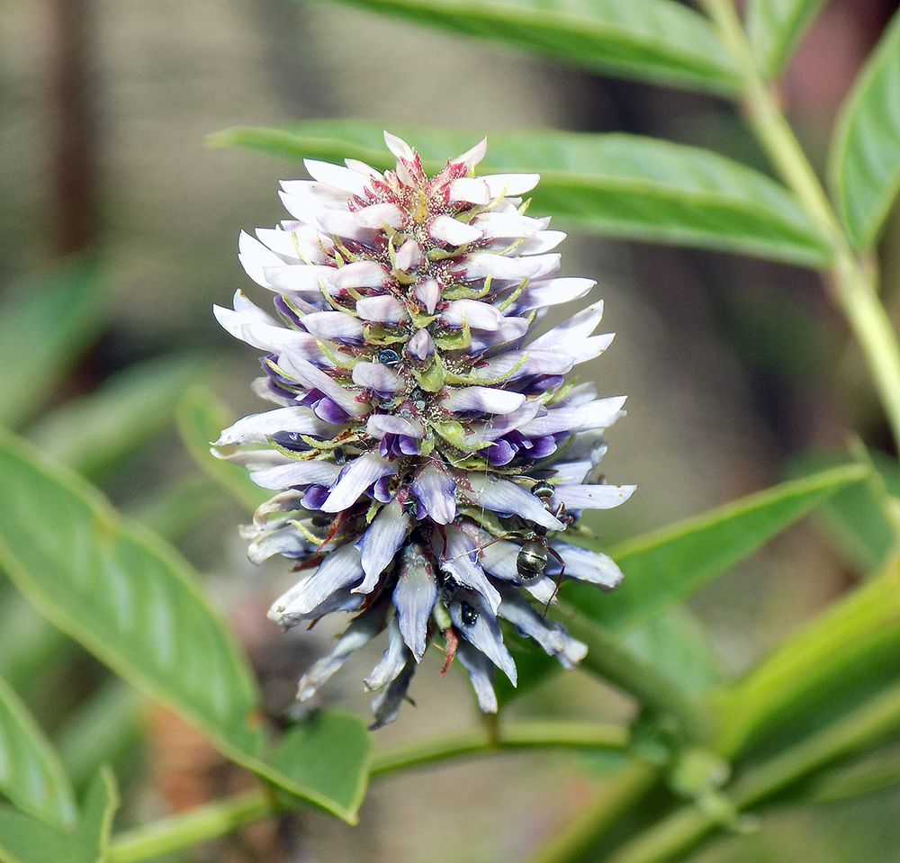 Image of Glycyrrhiza foetidissima specimen.