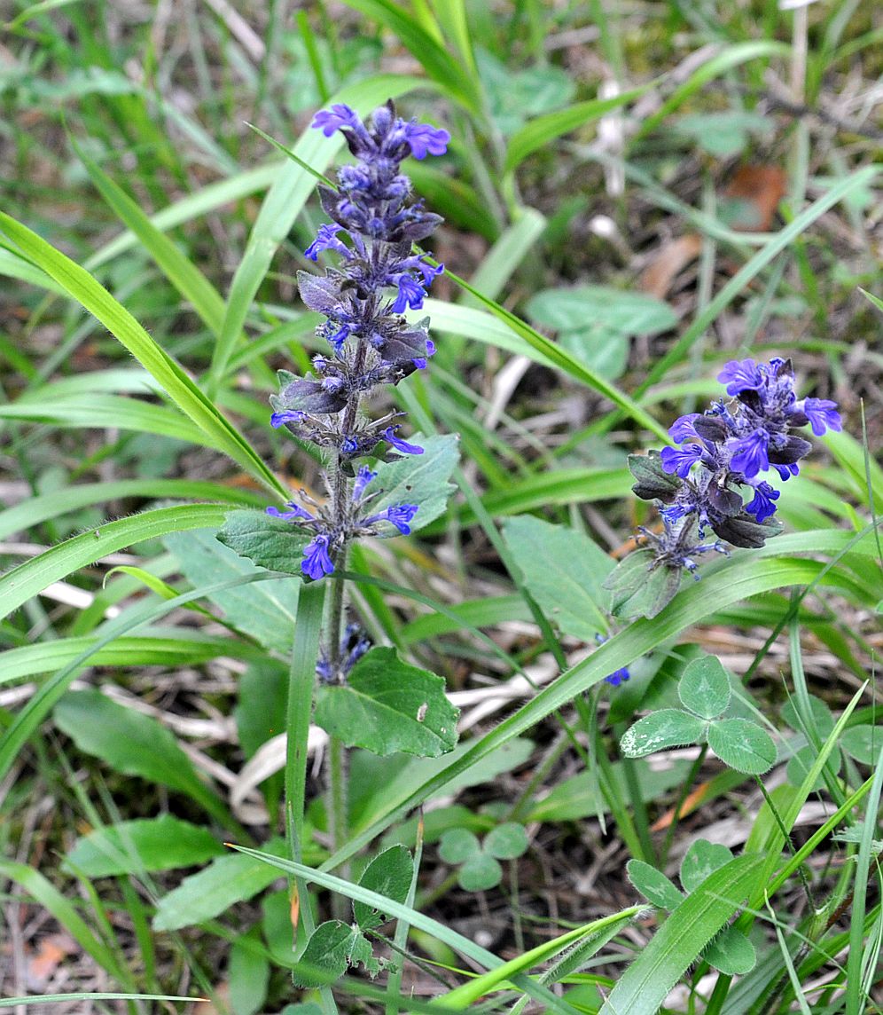 Изображение особи Ajuga genevensis.