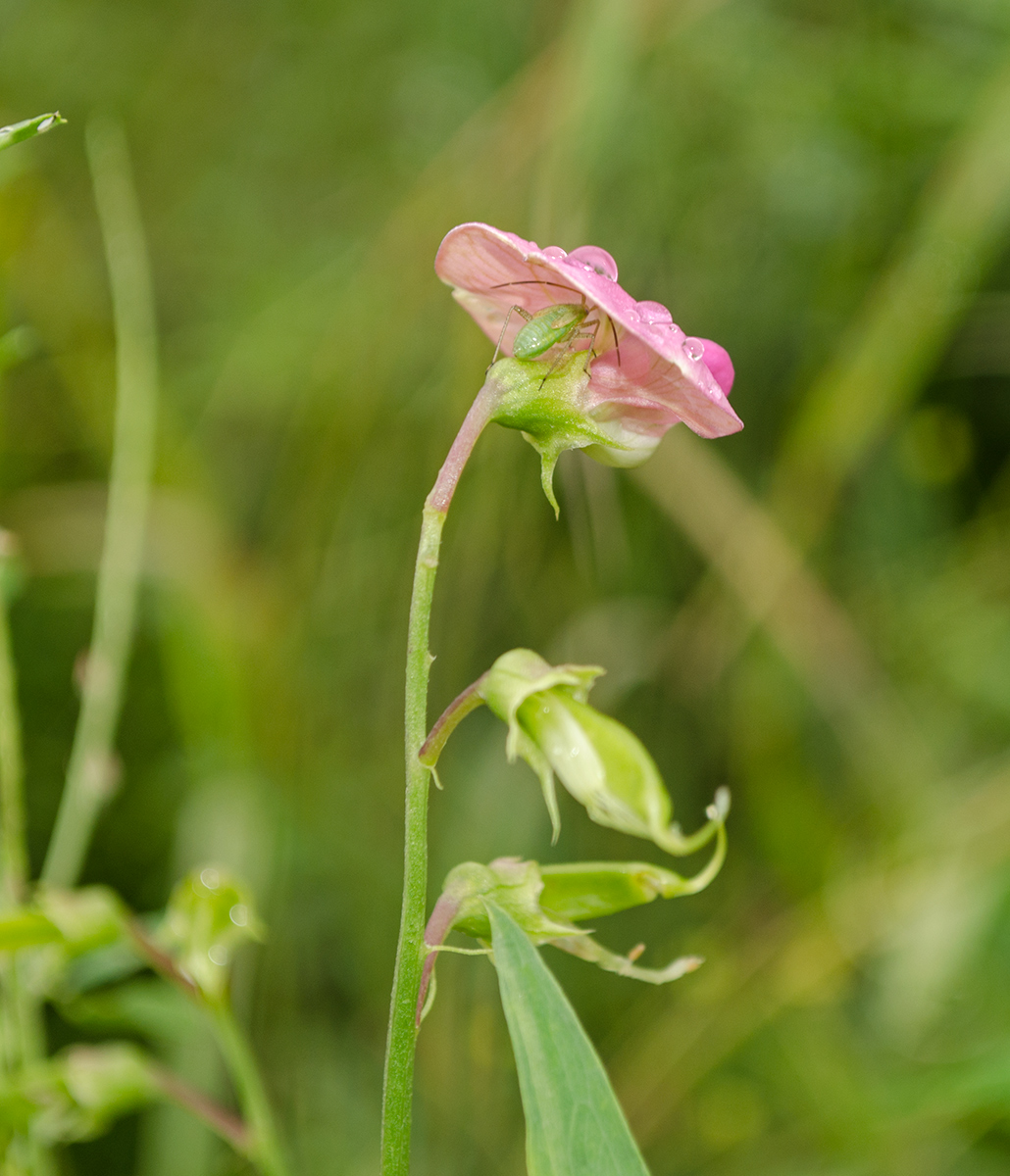 Изображение особи Lathyrus sylvestris.