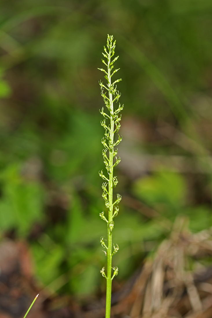 Image of Malaxis monophyllos specimen.