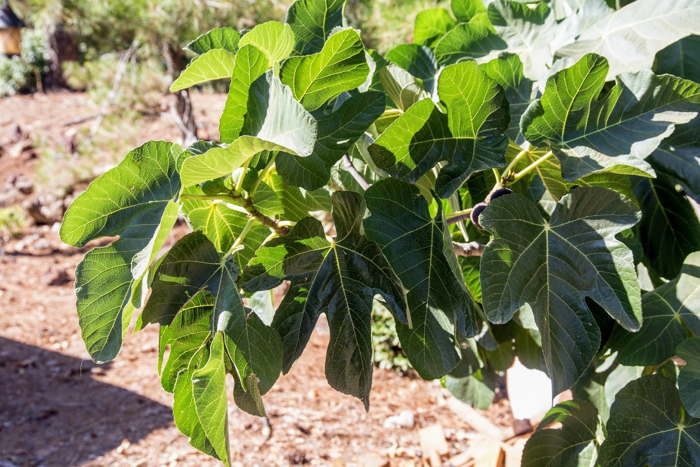 Изображение особи Ficus carica.