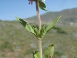 Thymus marschallianus. Часть побега. Дагестан, окр. с. Талги, степь. 15.05.2018.