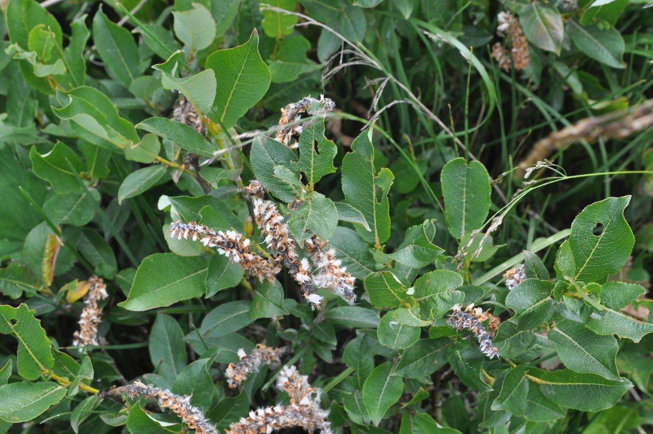 Image of genus Salix specimen.