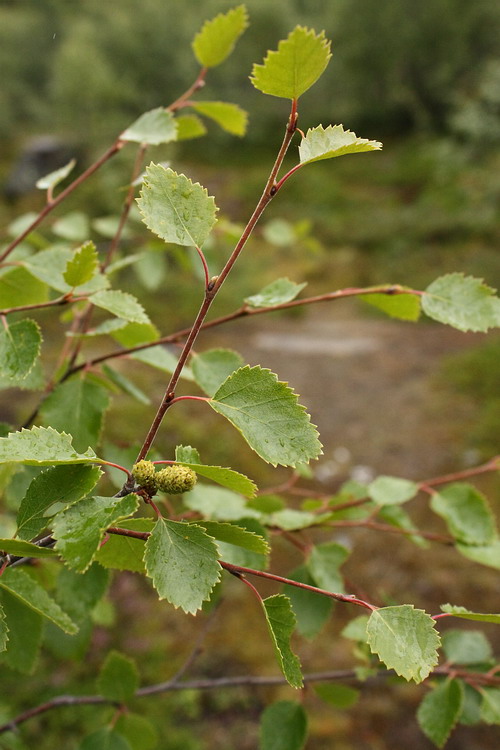 Изображение особи Betula subarctica.