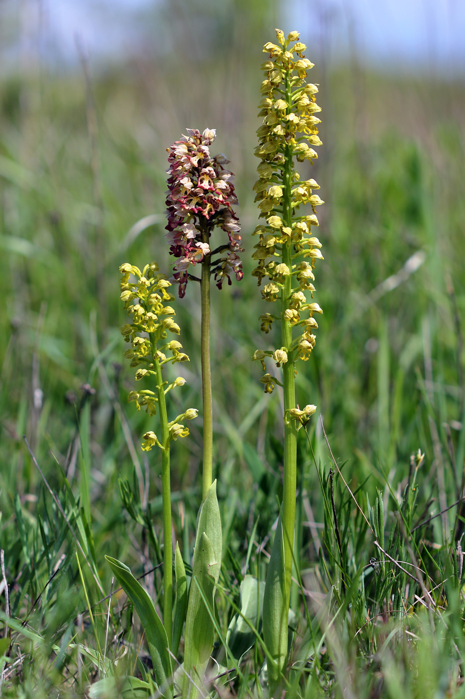 Image of Orchis &times; wulffiana nothosubsp. suckowii specimen.