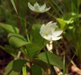 Trientalis europaea