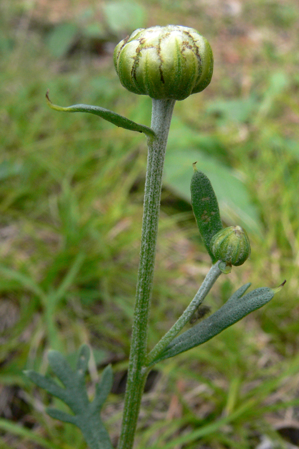 Изображение особи Chrysanthemum zawadskii.