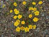 Potentilla fragiformis