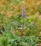 Lupinus × regalis
