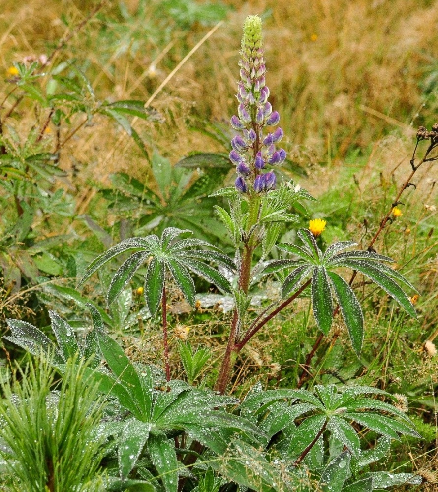 Изображение особи Lupinus &times; regalis.