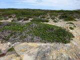 Cullumia squarrosa