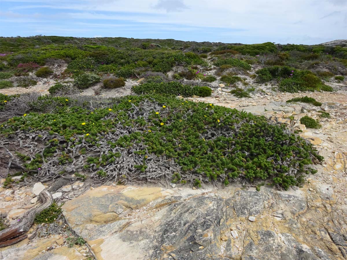 Image of Cullumia squarrosa specimen.