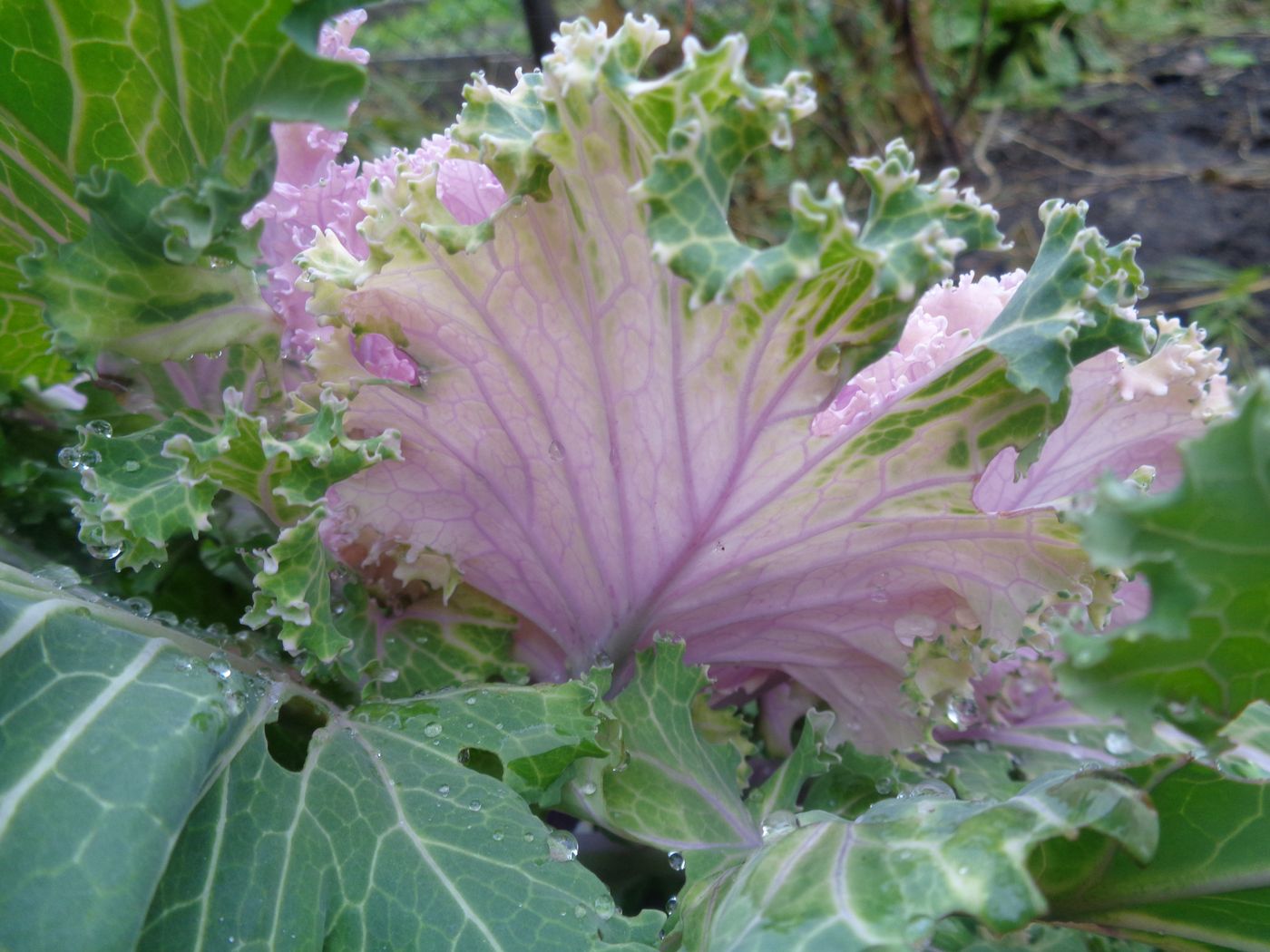 Изображение особи Brassica oleracea var. viridis.