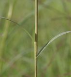 Cynodon dactylon