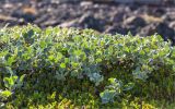 Salix lanata. Плодоносящее растение в сообществе с плодоносящей Empetrum hermaphroditum. Мурманская обл., окр. пос. Дальние Зеленцы, вороничная тундра. 27.07.2018.