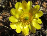 Adonis volgensis