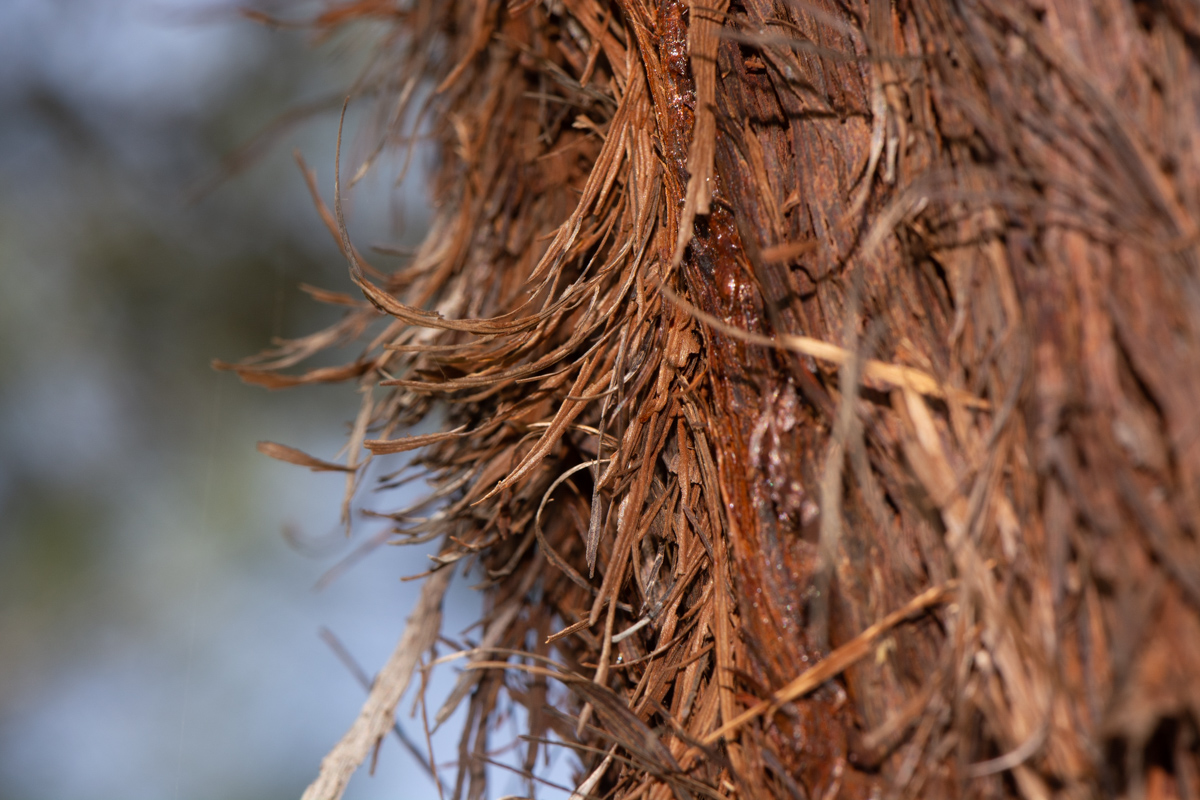 Изображение особи Allocasuarina inophloia.