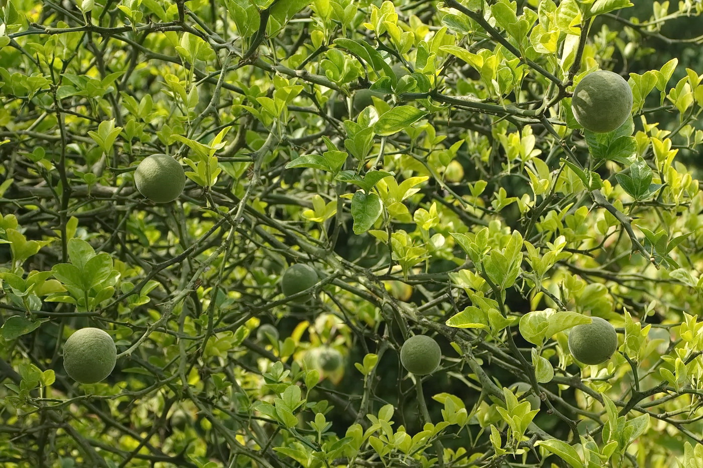 Image of Poncirus trifoliata specimen.