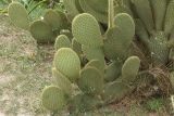 Opuntia scheeri. Ветви. Краснодарский край, г. Сочи, Лазаревский р-н, с. Нор-Луйс, в культуре. 02.08.2018.