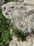 Chrysanthemum zawadskii