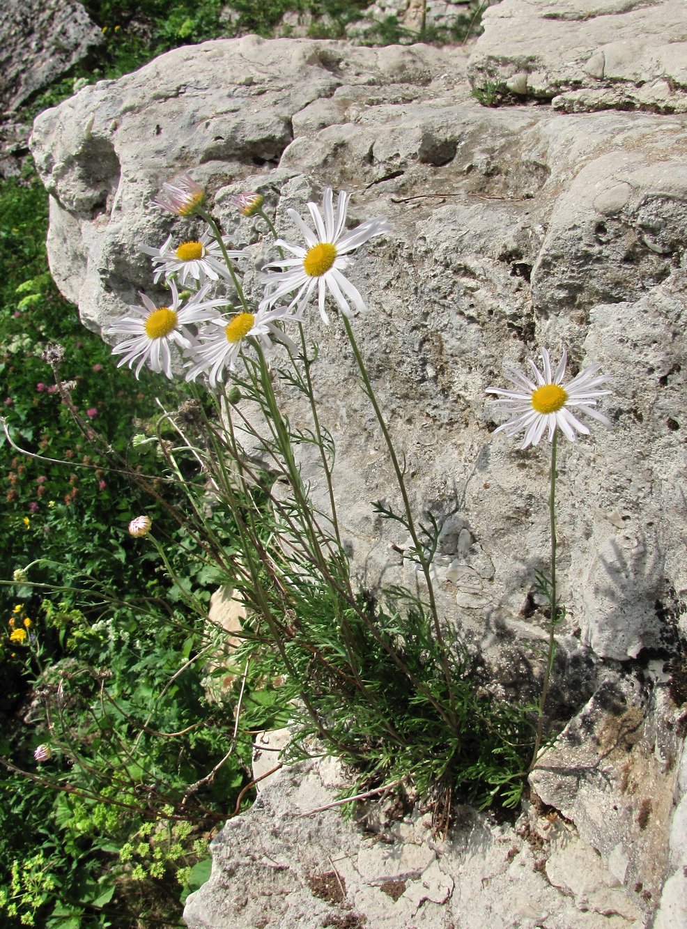 Image of Chrysanthemum zawadskii specimen.