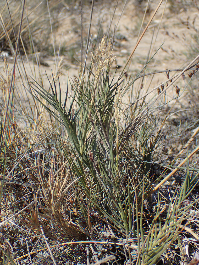 Image of Sporobolus pungens specimen.