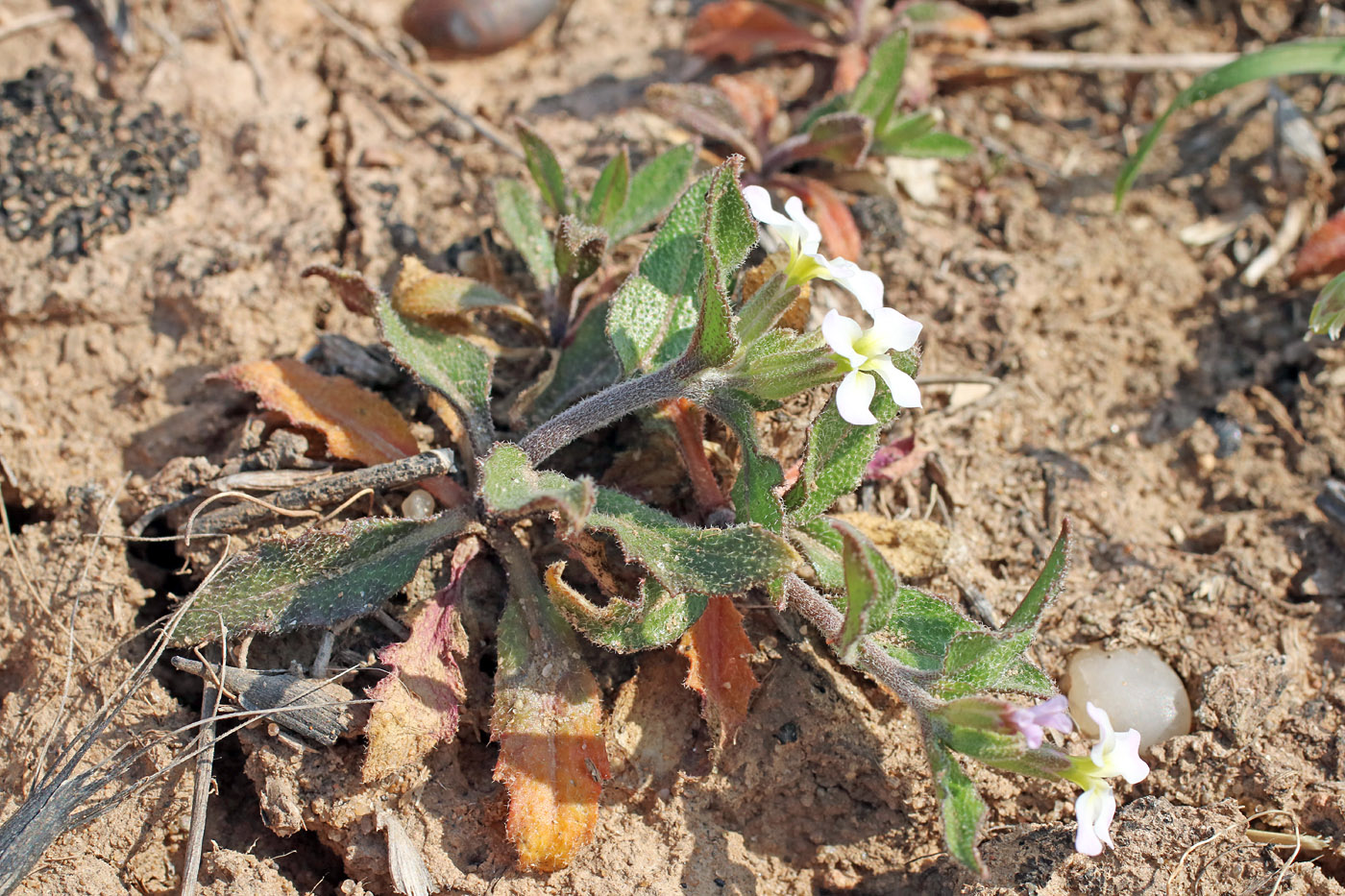 Изображение особи Strigosella africana.