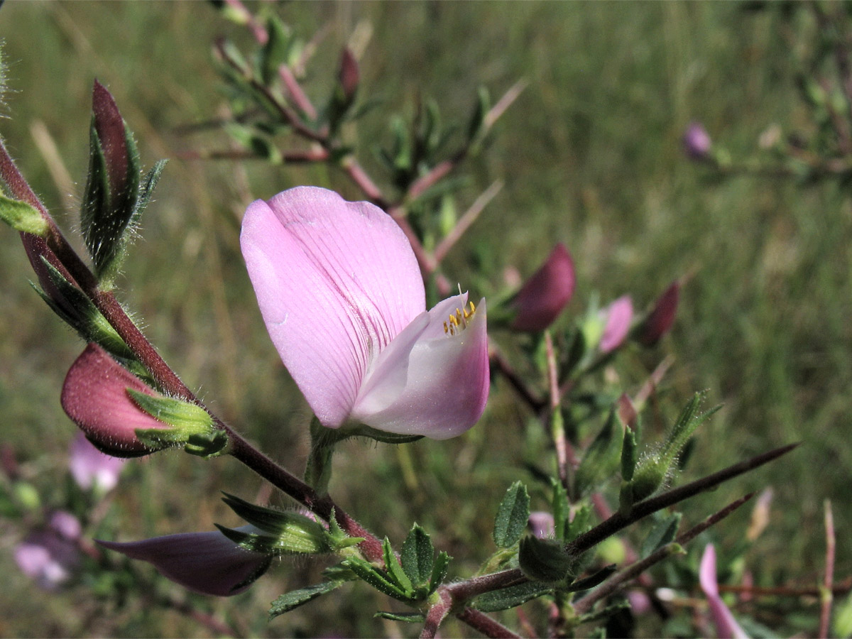 Image of Ononis spinosa specimen.