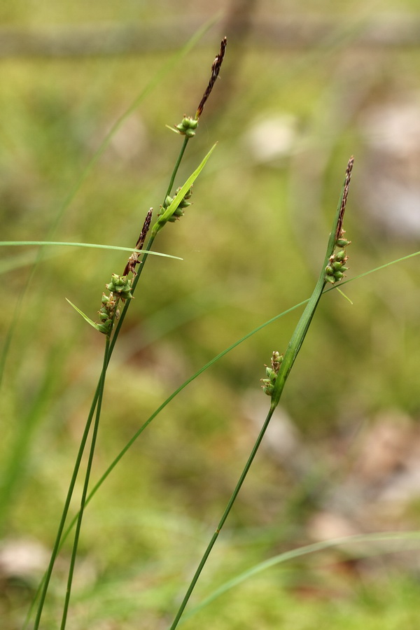 Image of Carex globularis specimen.