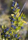 Myrtus communis
