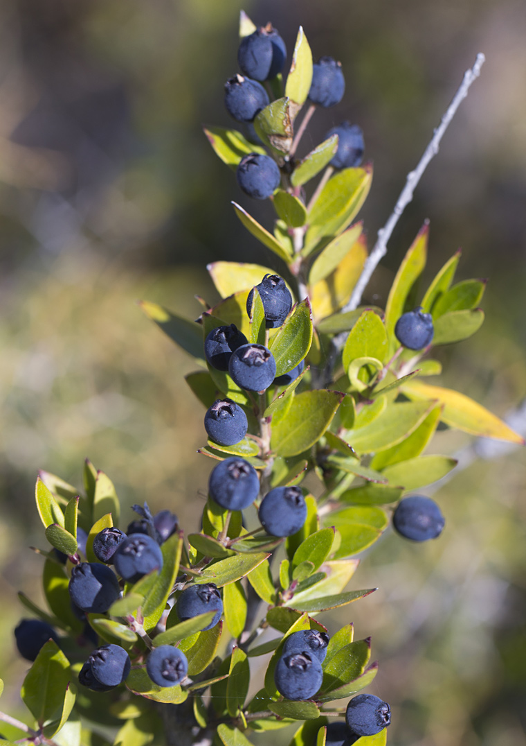 Image of Myrtus communis specimen.