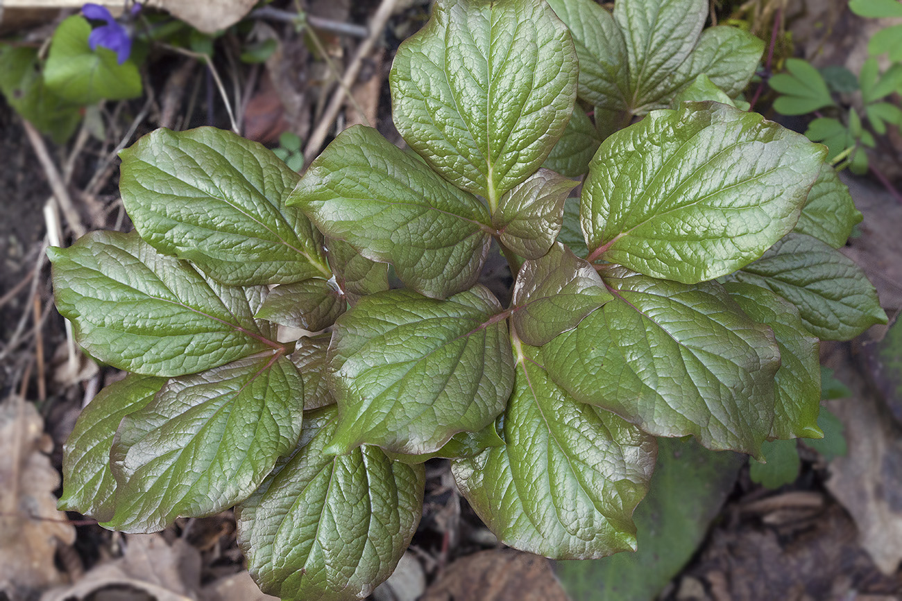 Image of Paeonia wittmanniana specimen.