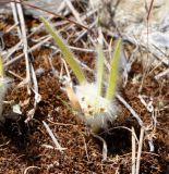 Plantago cretica