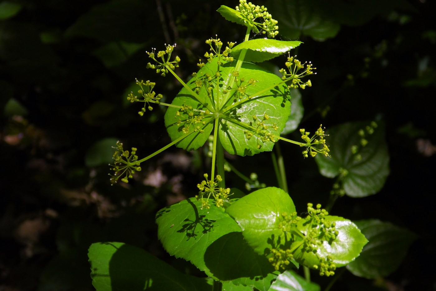 Изображение особи Smyrnium perfoliatum.