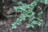 Cotoneaster lucidus