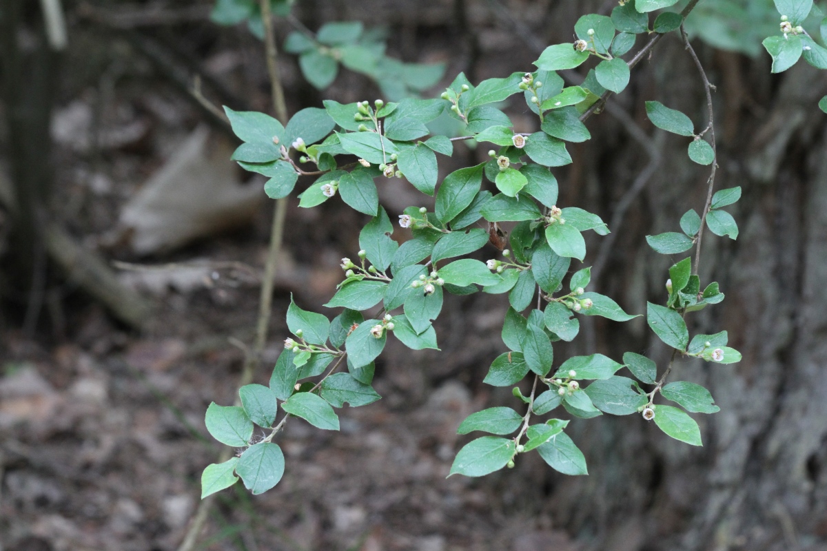 Image of Cotoneaster lucidus specimen.