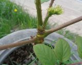 род Aralia