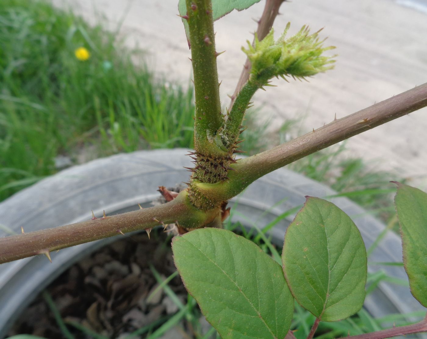 Image of genus Aralia specimen.