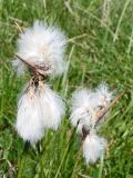 Eriophorum angustifolium. Верхушка плодоносящего растения. Республика Алтай, Онгудайский р-н, Семинский перевал, субальпийский луг. 05.07.2010.