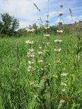 Phlomoides tuberosa