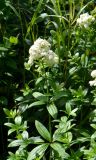 Galium rubioides. Верхняя часть цветущего растения. Санкт-Петербург, Петродворцовый р-н, парк «Сергиевка», на опушке. 13.07.2019.