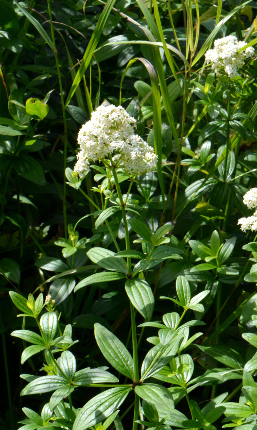 Изображение особи Galium rubioides.