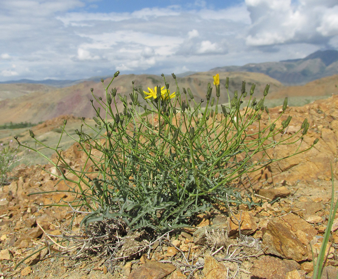 Изображение особи Youngia tenuifolia ssp. altaica.